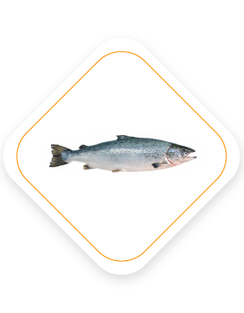 Hero element salmon